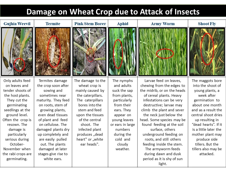 Damage on Wheat Crop due to Attack of Insects