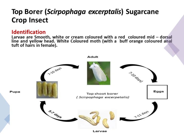 Top Borer (Scirpophaga excerptalis) Sugarcane Crop Insect