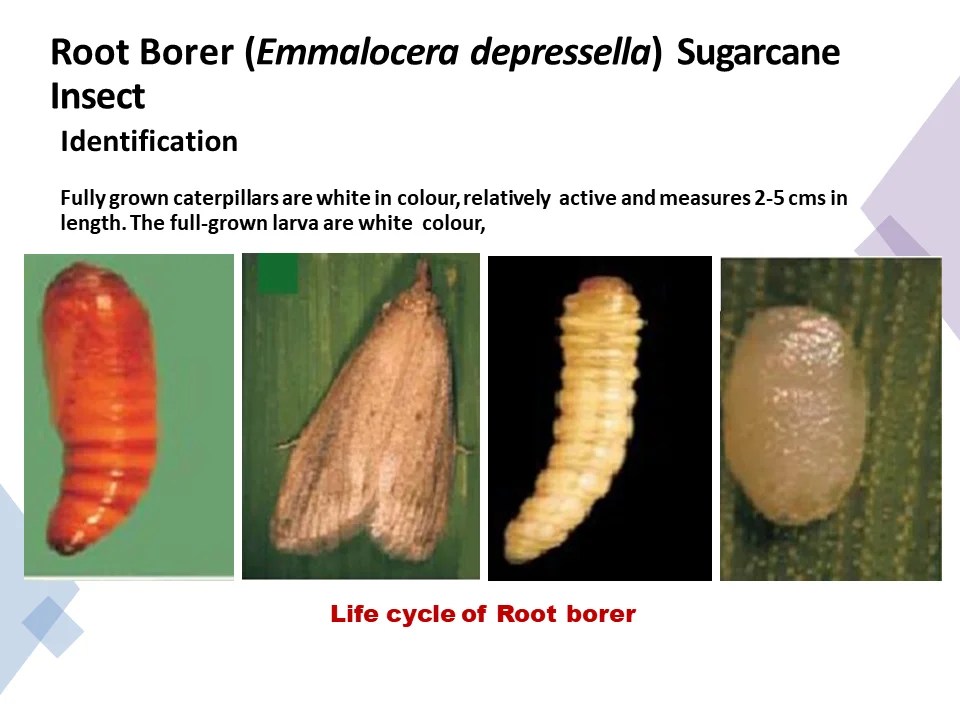 Root Borer (Emmalocera depressella) Sugarcane Insect