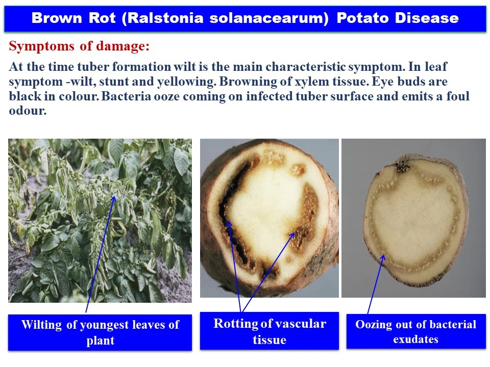 Brown Rot (Ralstonia solanacearum) Potato Disease