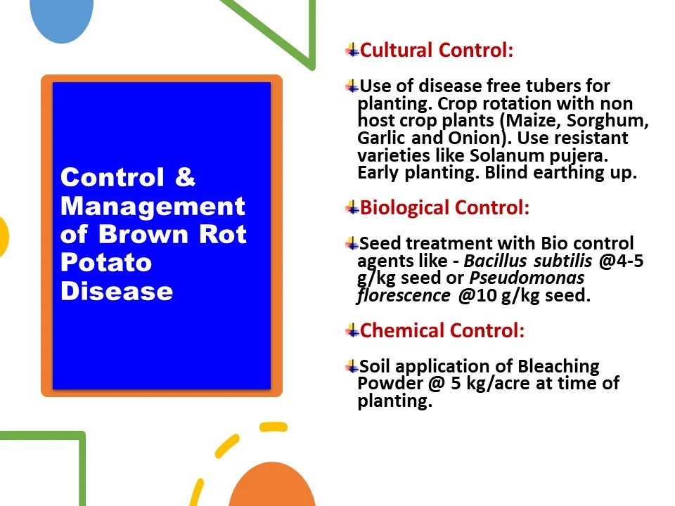 Control & Management of Brown Rot Potato Disease