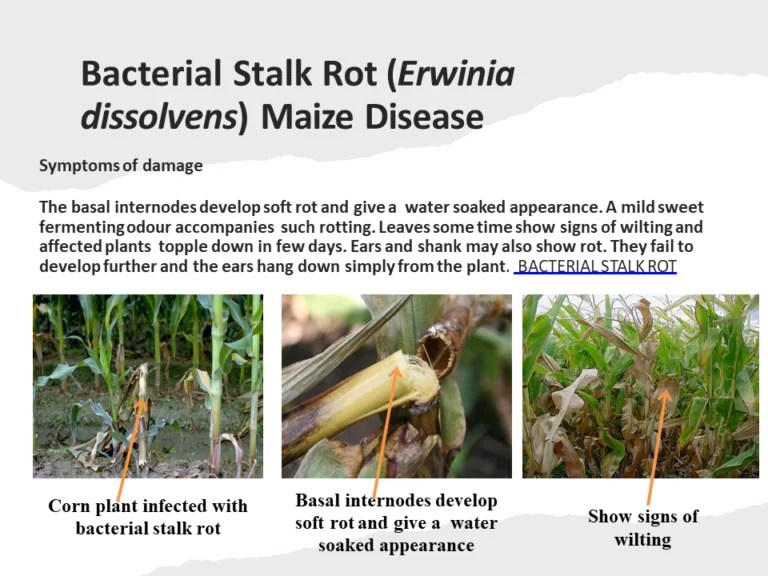 Bacterial Stalk Rot (Erwinia dissolvens) Maize Disease