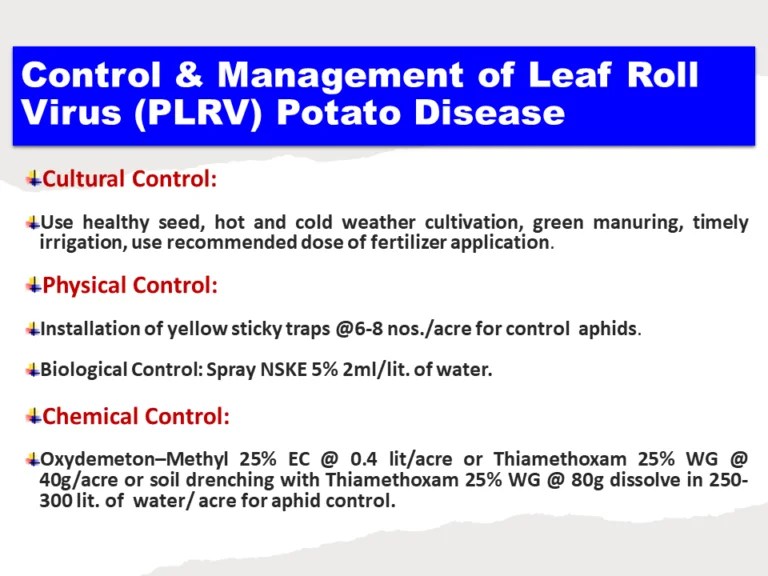 Control & Management of Leaf Roll Virus (PLRV) Potato Disease