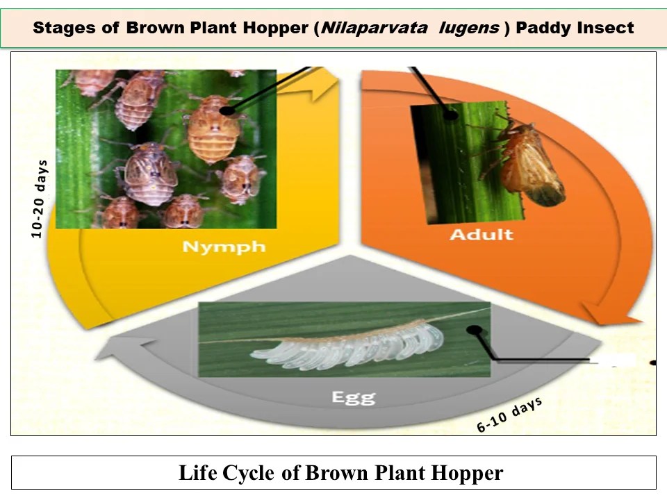 Stages of Brown Plant Hopper (Nilaparvata lugens ) Paddy Insect