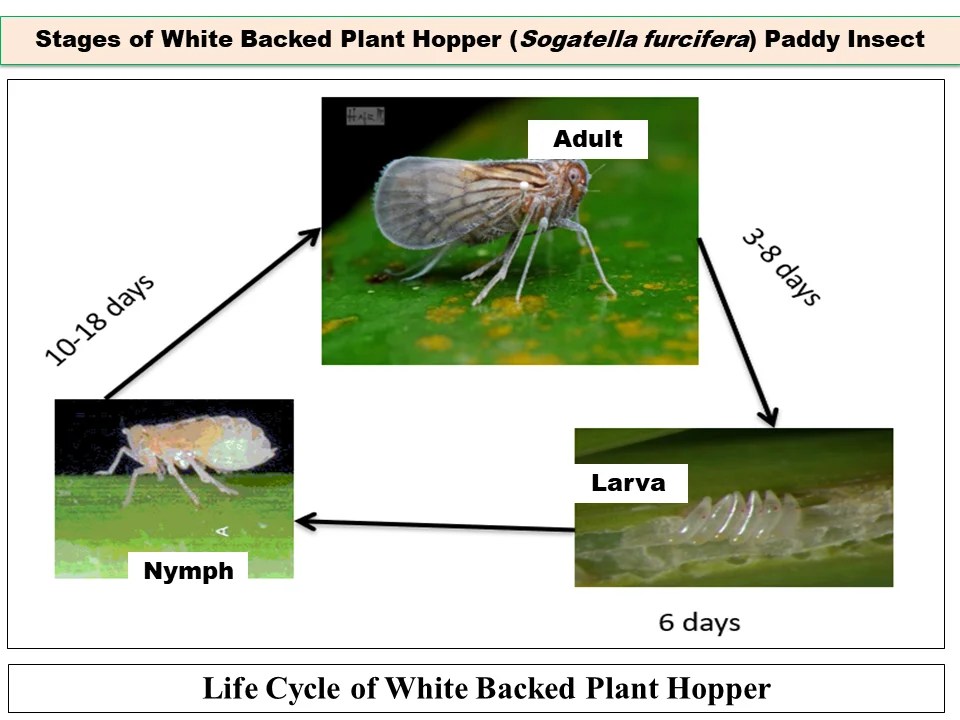 Stages of White Backed Plant Hopper (Sogatella furcifera) Paddy Insect