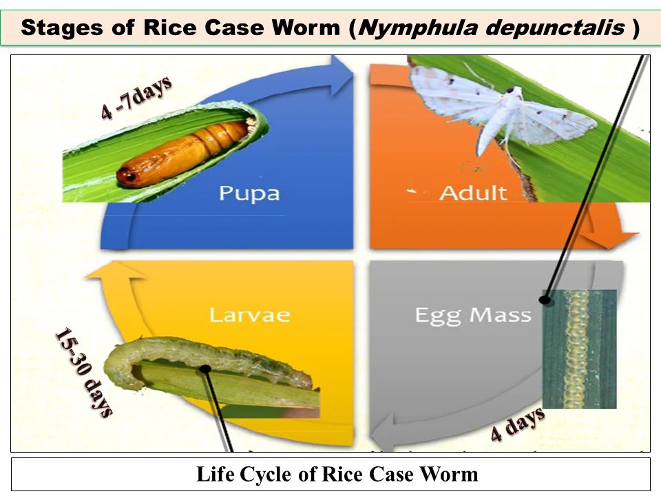 Stages of Rice Case Worm (Nymphula depunctalis Paddy Insect