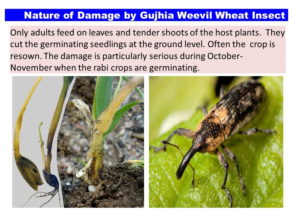Nature of Damage by Gujhia Weevil Wheat Insect
