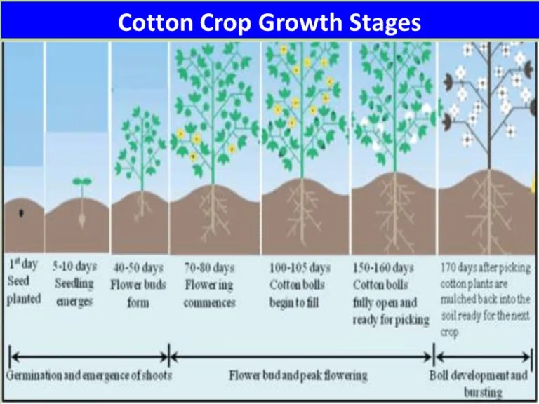 Cotton Crop Growth Stages