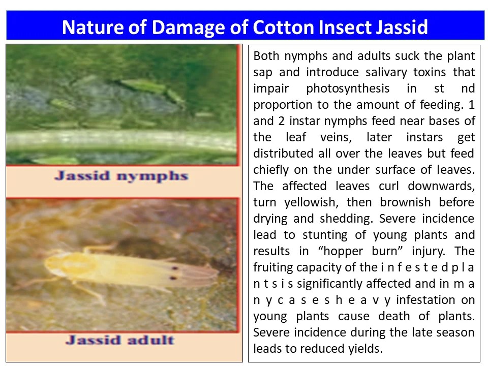 Nature of Damage of Cotton Insect Jassid