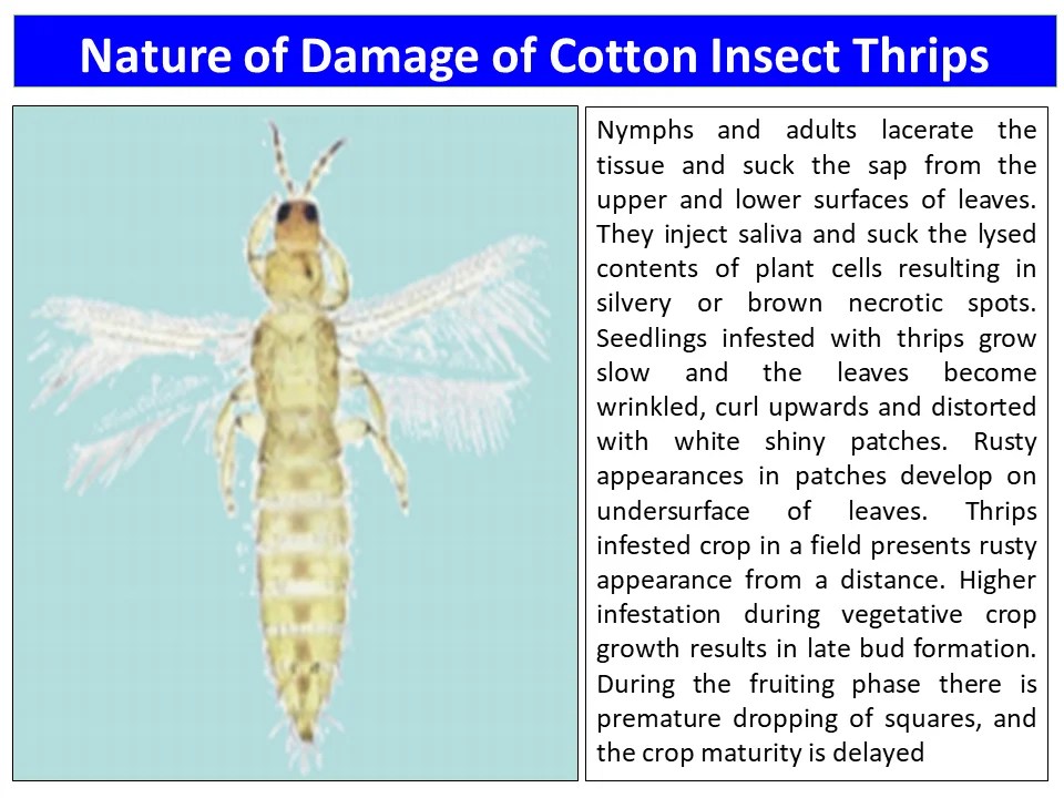 Nature of Damage of Cotton Insect Thrips