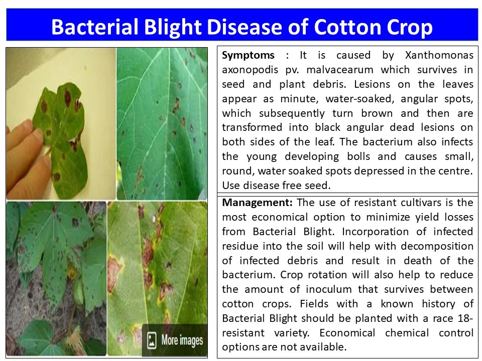 Bacterial Blight Disease of Cotton Crop