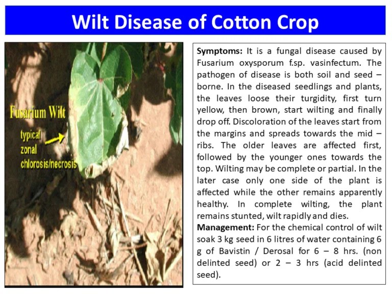 Wilt Disease of Cotton Crop