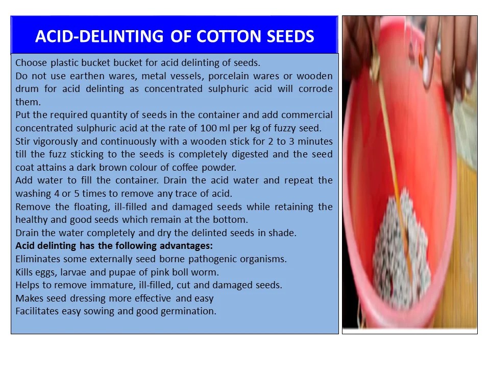 ACIDDELINTING OF COTTON SEEDS