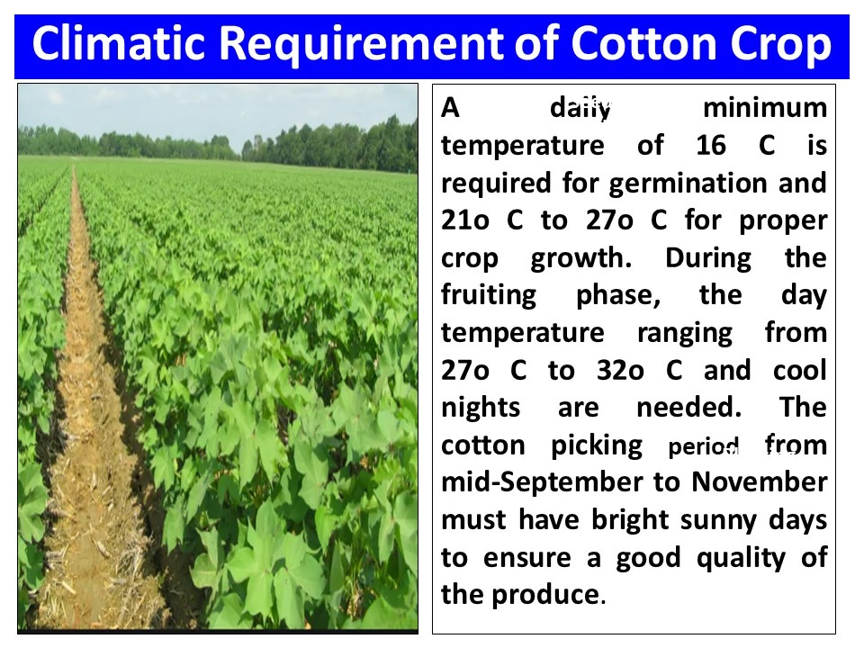 Climatic Requirement of Cotton Crop