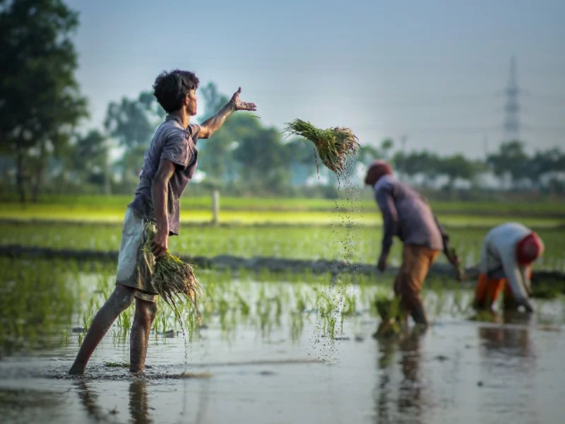 Global fertilizer import price in July 2021 led to a higher landed cost