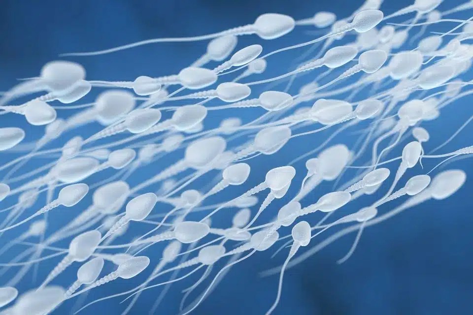 Hoe Zaadcellen Gemaakt Worden. - Fertiliteitszone