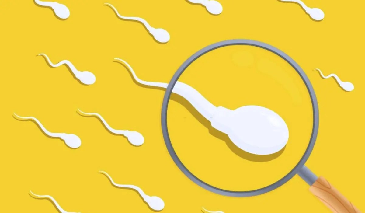 A Guide To Interpreting Sperm Test Results Find Out the truth!