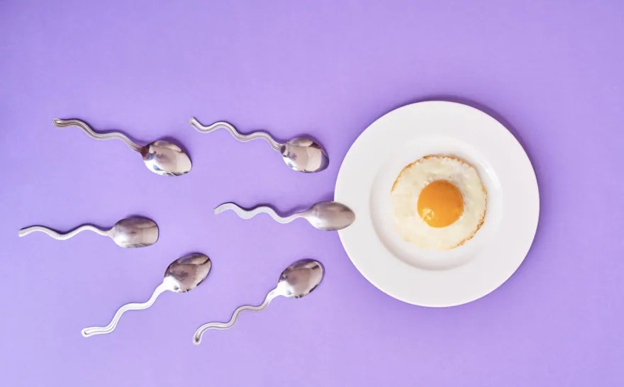 The Role of Antioxidants in Boosting Egg and Sperm Quality