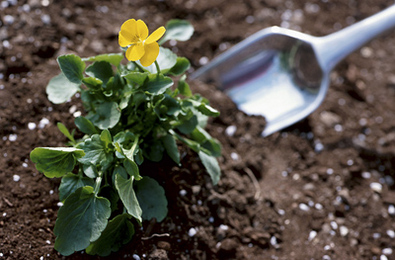 How Do Fertilizers Help Plants Grow