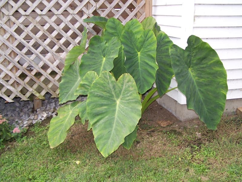 Gardening Care Tips Best Fertilizer for Elephant Ear Plants [Top 5]