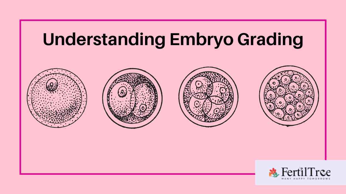 What is embryo grading? Day 3, Day 5, Success Rates Fertiltree