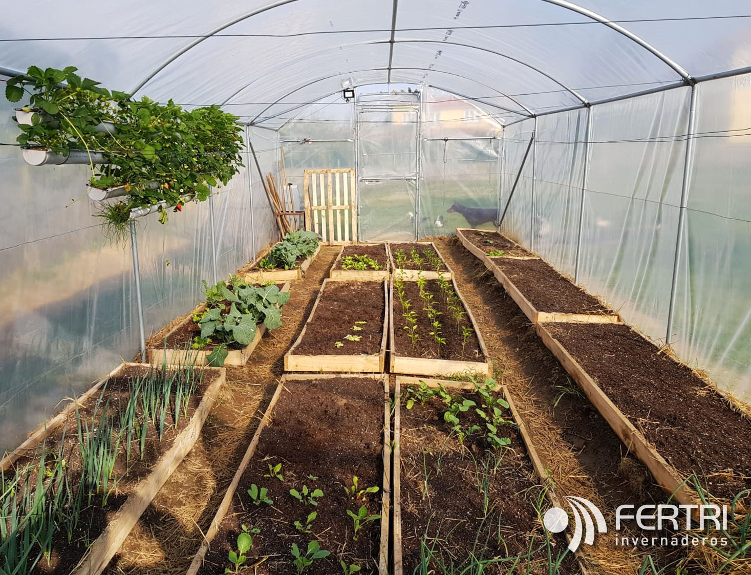 Cómo aumentar la productividad de tu invernadero de jardín Fertri