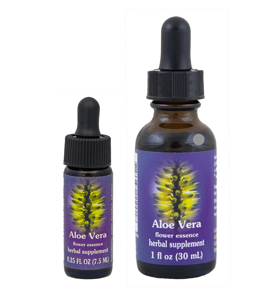 Aloe Vera (Sábila) FES México