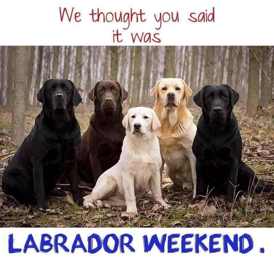 Labor Day Memes Gifs 2018 Festivals Date & Time