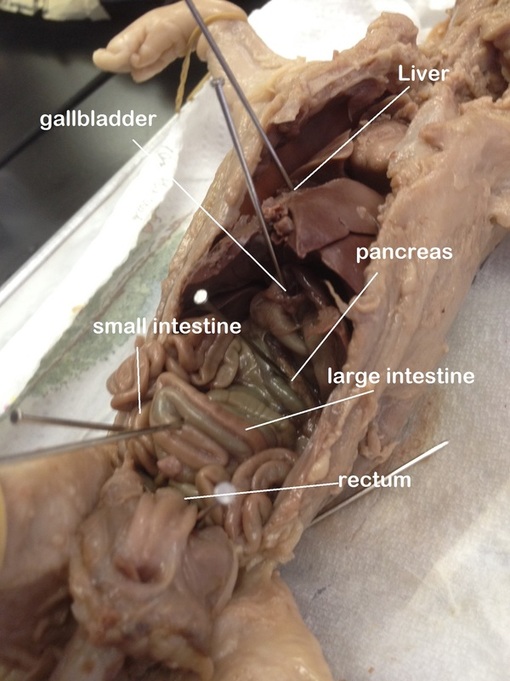 Digestive Fetal Pig Dissection