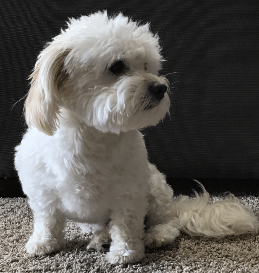 When Pet Allergies Get in the Way of Online Dating FetchaDate Where