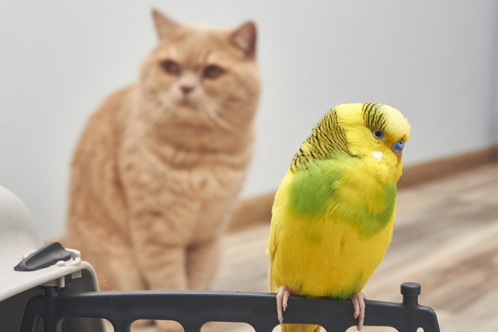 Introducing Your Pet to Your Date’s Exotic Pet FetchaDate Where Pet