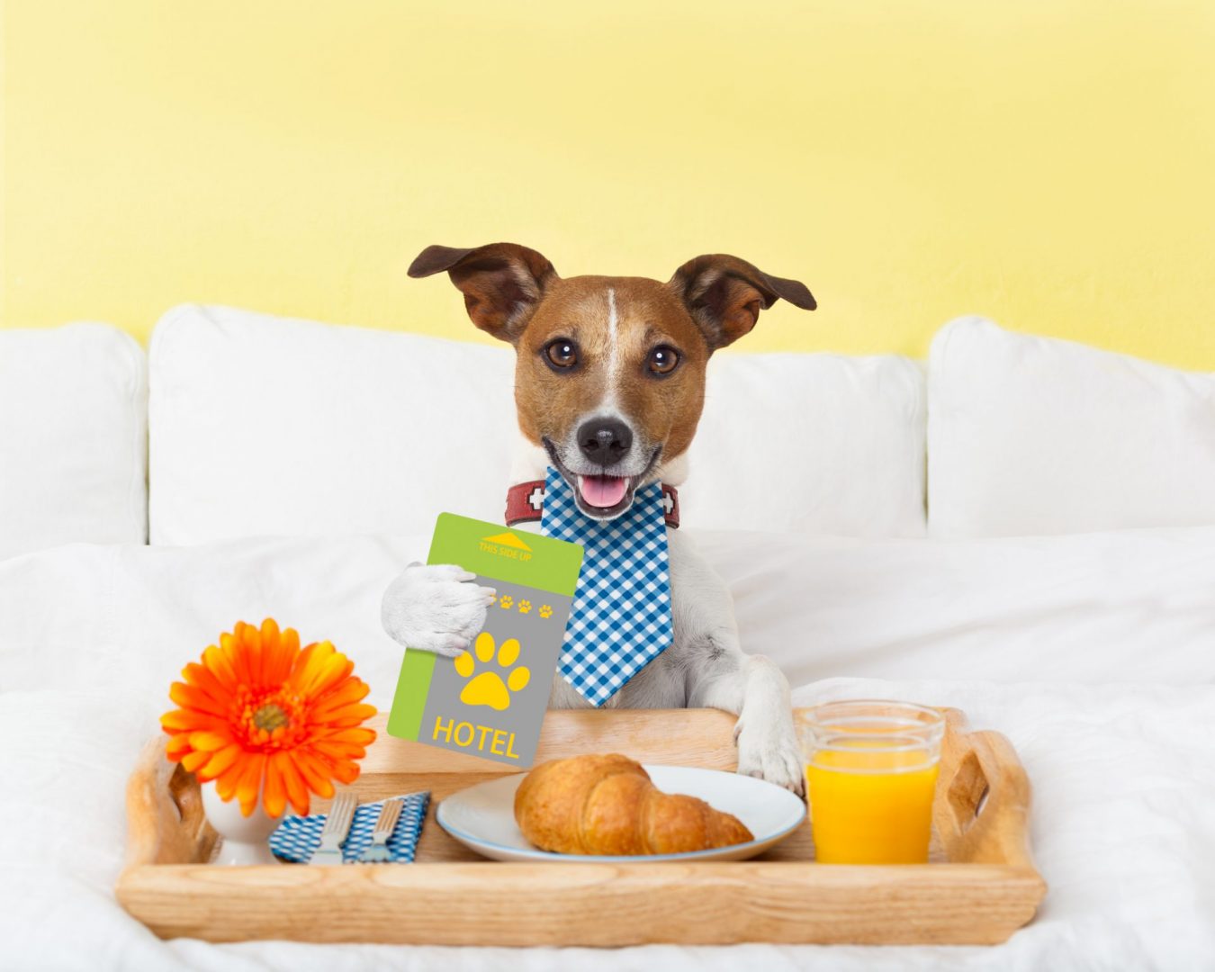 See 6 PetFriendly Hotels From Our Dating App For Animal Lovers