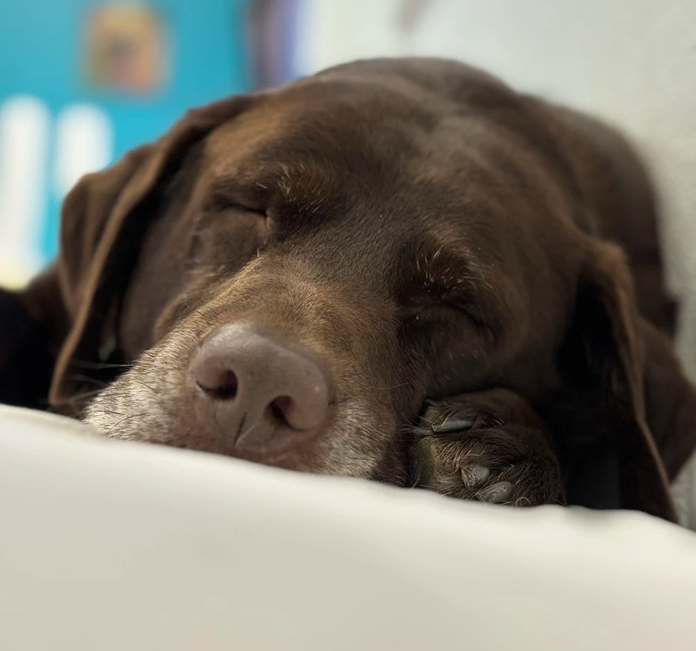 Boarding Fetch Dog Resort