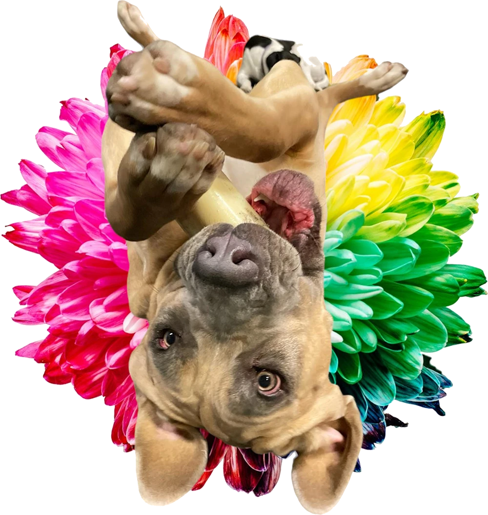 Boarding Fetch Dog Resort