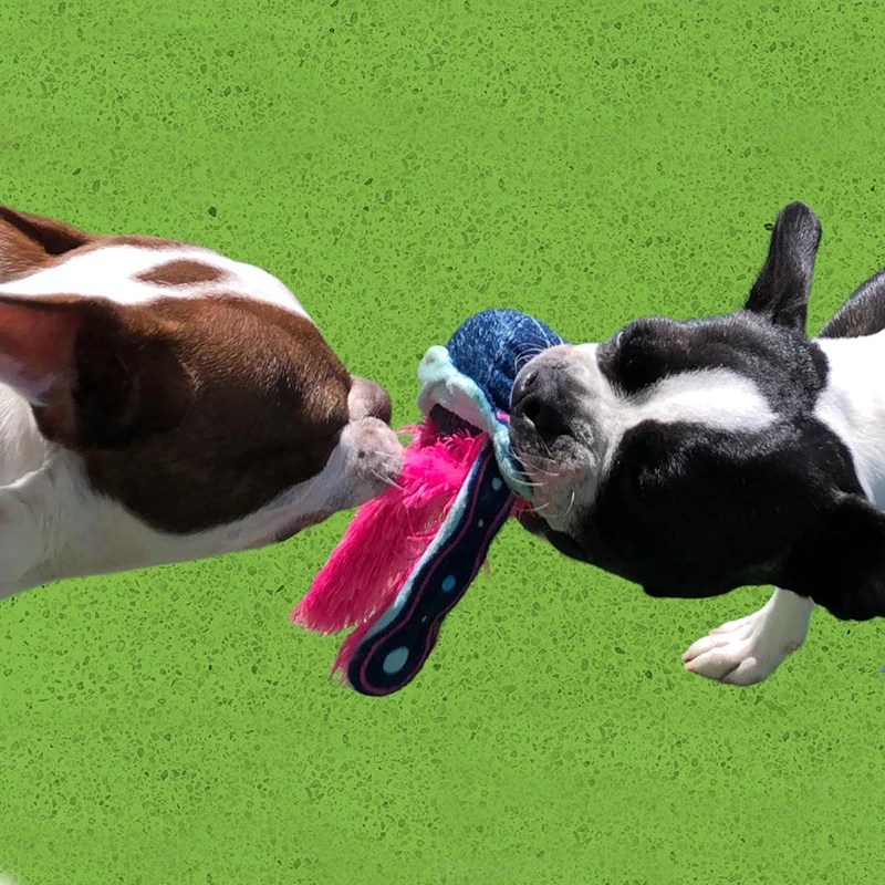 Doggy Daycare Fetch Dog Resort