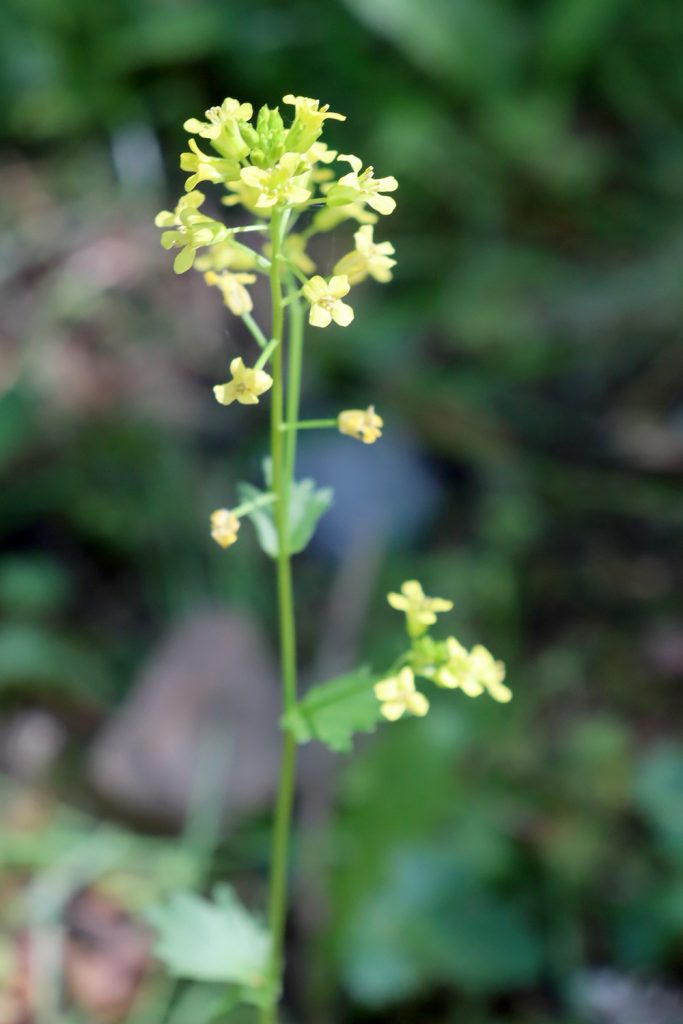Yellow rocket FRANKIE WILDFLOWERS MORE