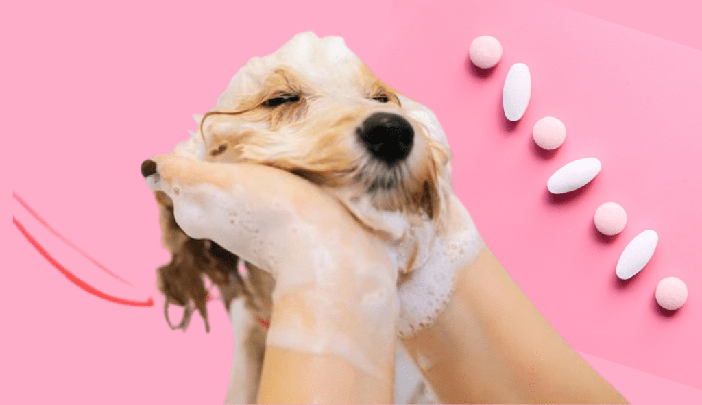 Best Affordable Dog And Puppy Grooming Salon In Montclair CA