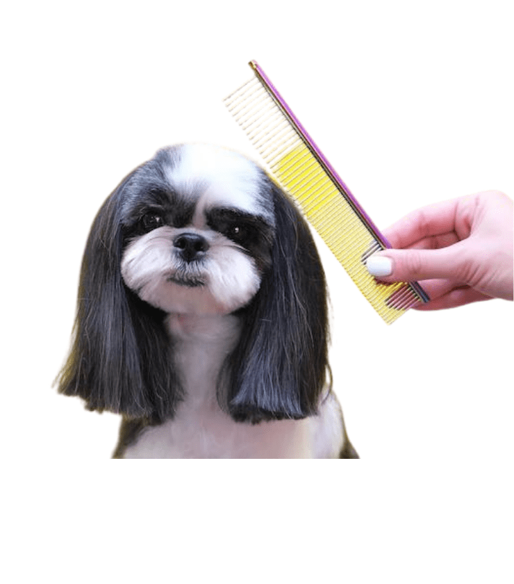 BATH AND HAIRCUT PACKAGE 55 AND UP That's So Fetch!