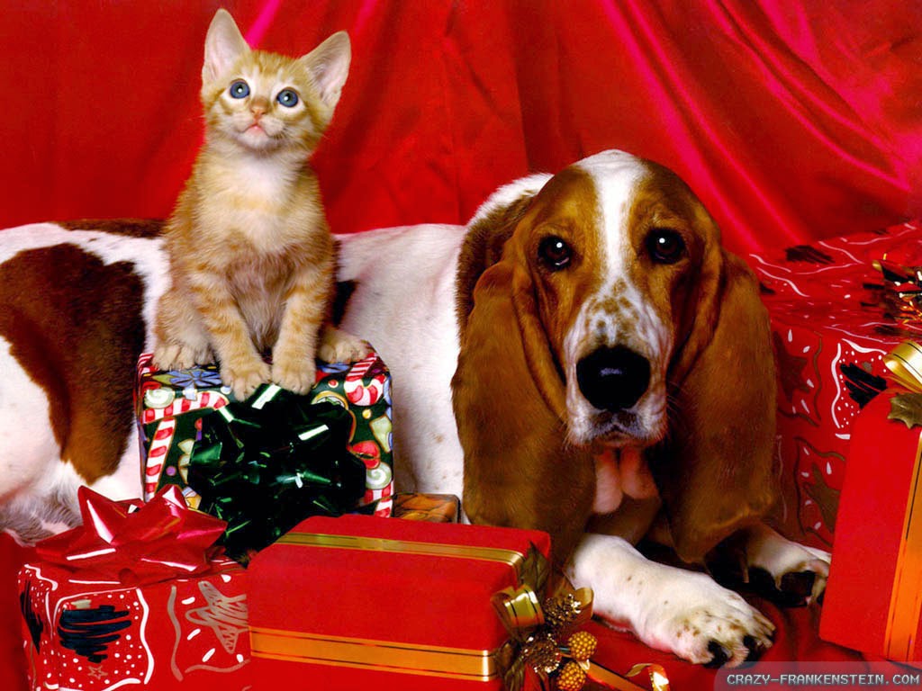 12 Dogs Who Are More Excited About Christmas Than You Are Fetch! Pet Care