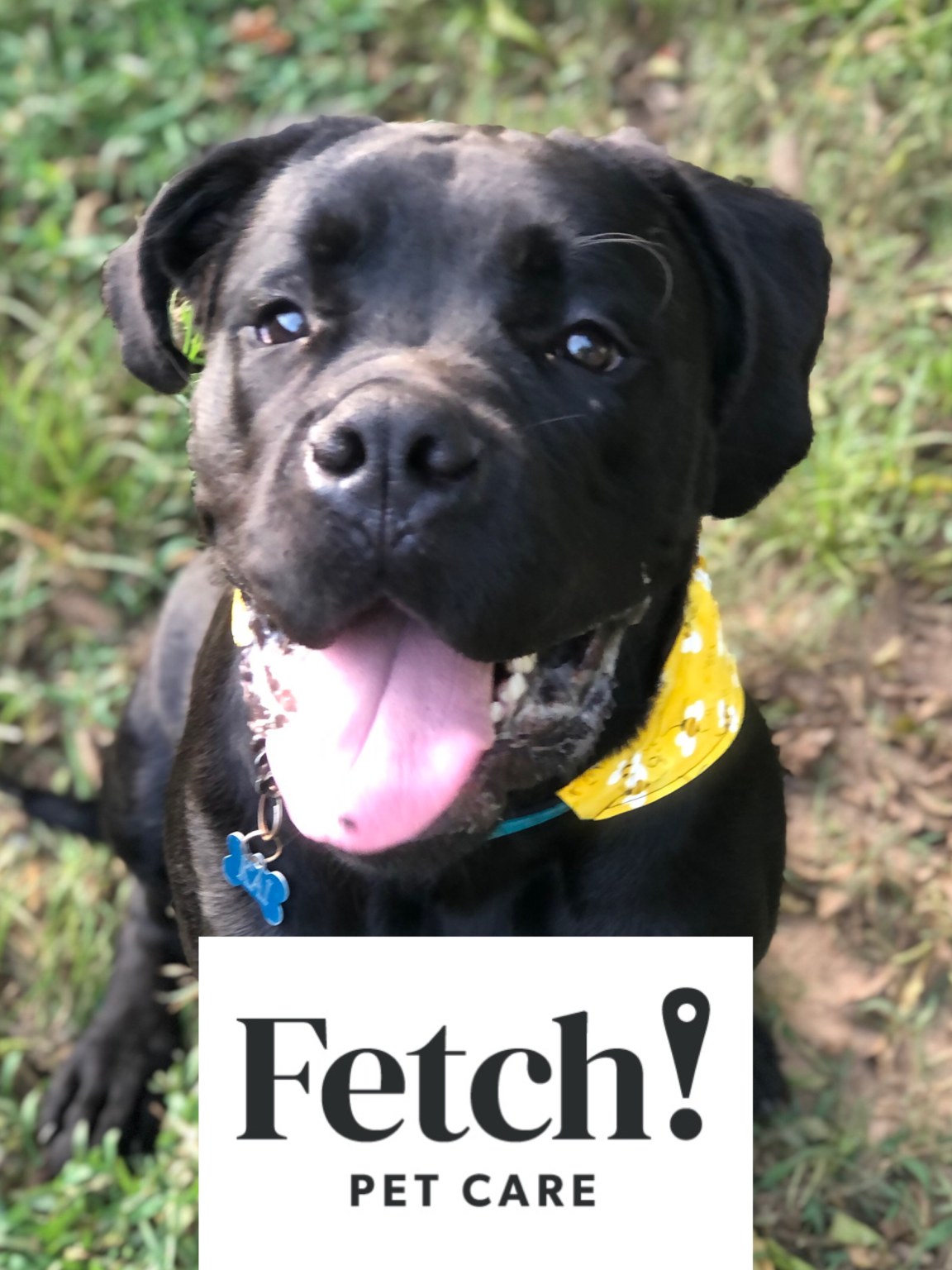 Why Choose Fetch! Pet Care of Flower Mound Pet Sitting Service