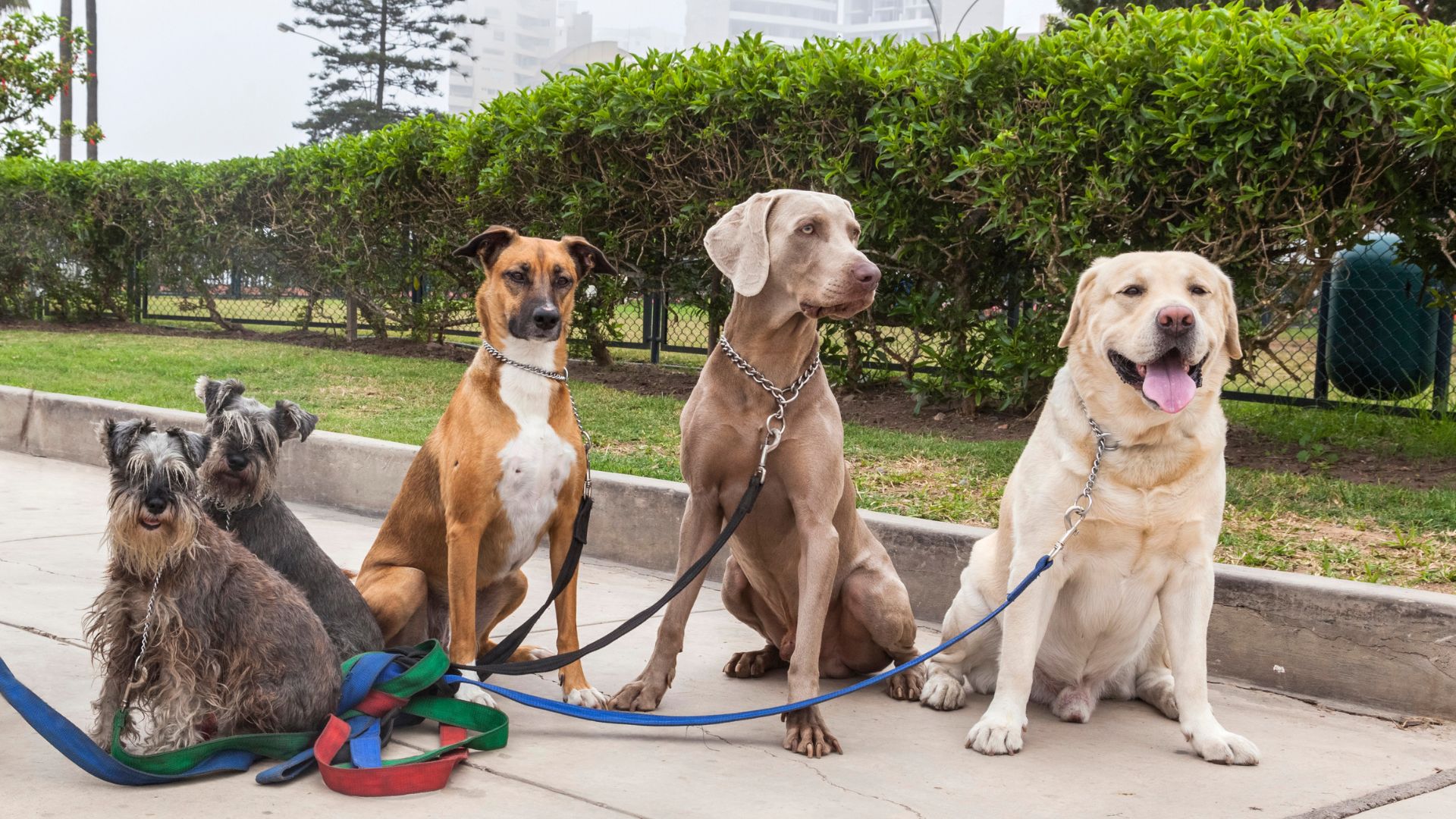 Dog Walking in Naples, FL Fetch! Pet Care