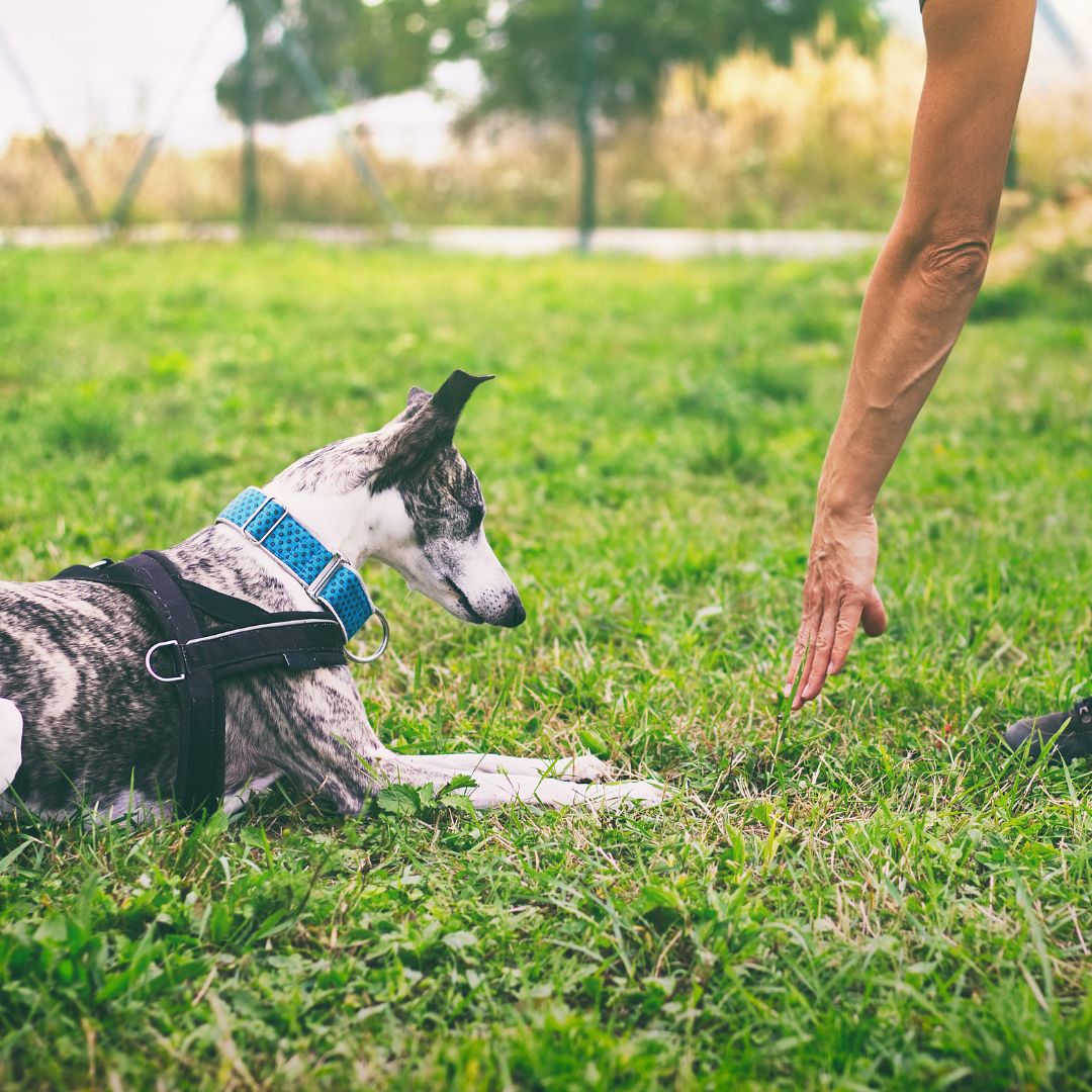 Finding the Right Pet Sitter in Metro Detroit Fetch! Pet Care