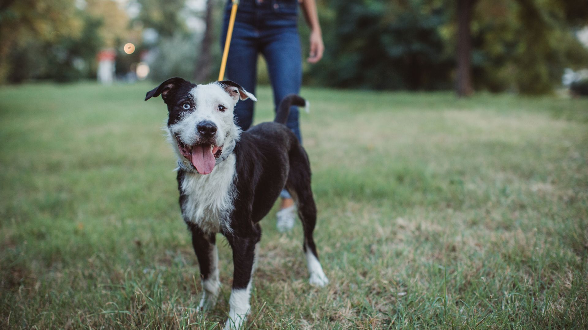 Pet Sitting and Dog Walking Services in Alpharetta, GA