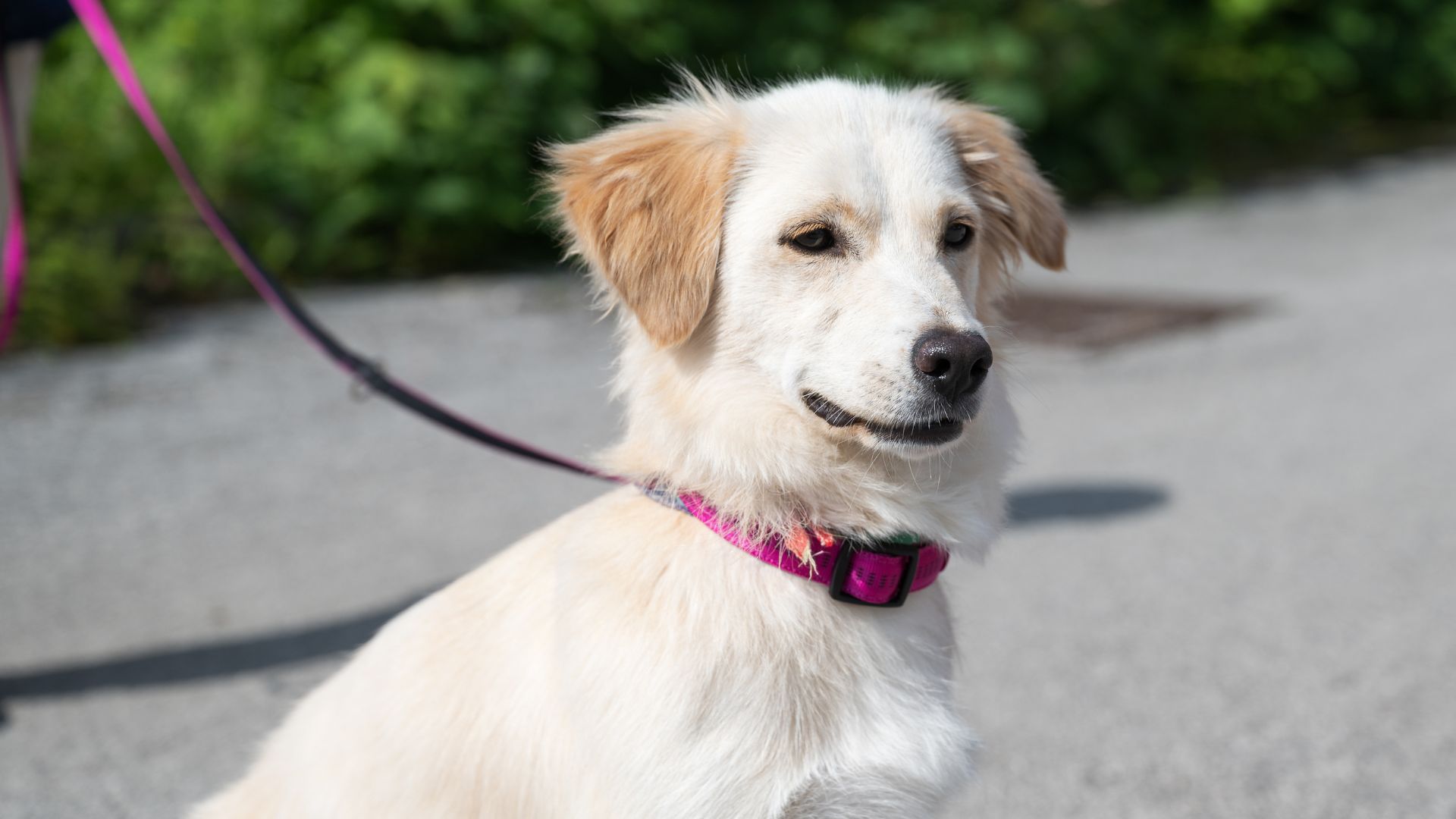 Dog Walking in Dallas Fetch! Pet Care