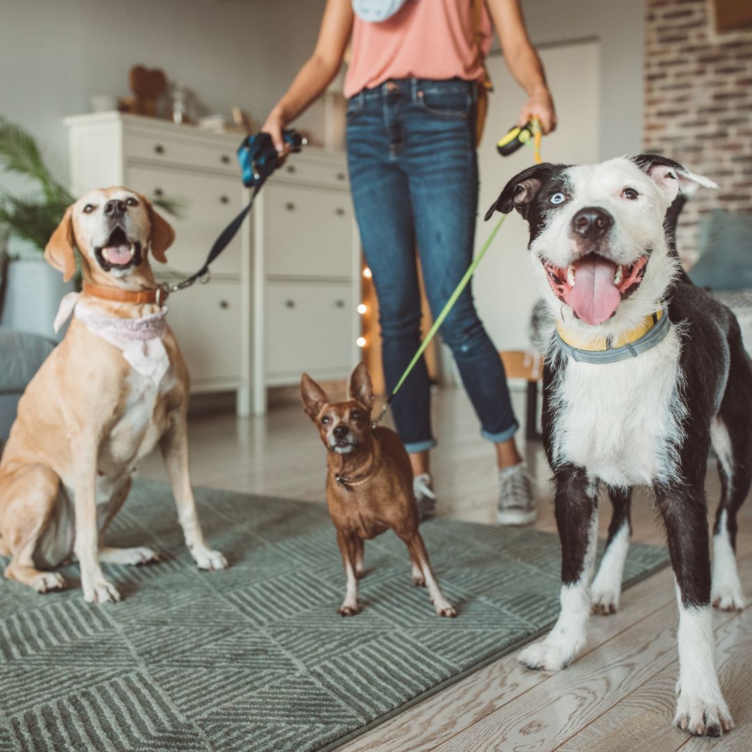 Find the Best InHome Pet Sitter with Fetch! Pet Care
