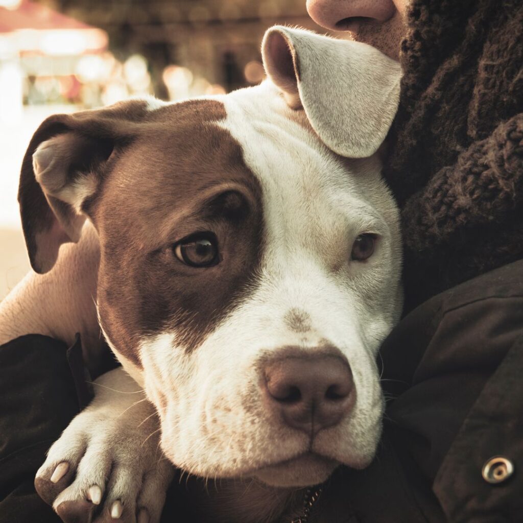 Find the Best InHome Pet Sitter with Fetch! Pet Care