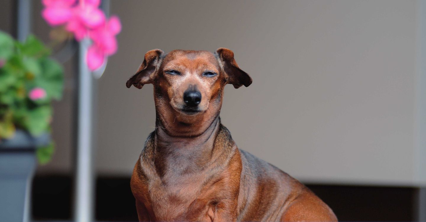 PetSitting and DogWalking Services in Naples Fetch! Pet Care