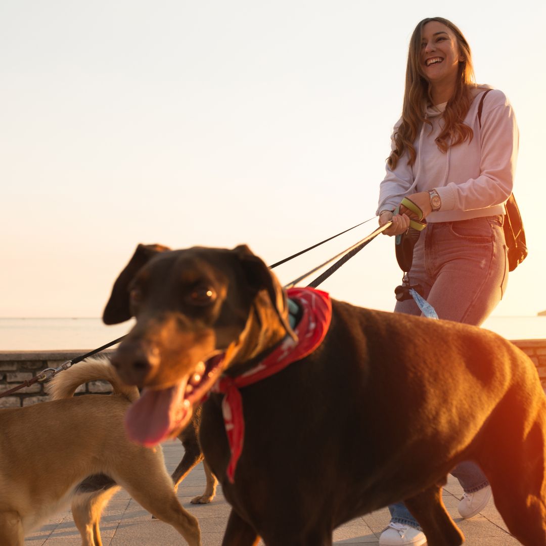 Explore the Best Dog Walking Services in St. Johns Fetch! Pet Care