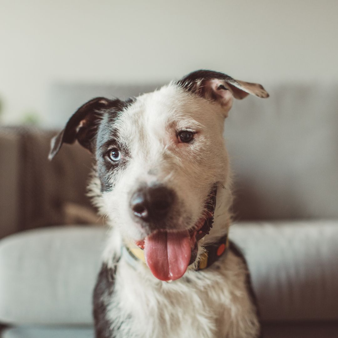 The Ultimate Guide to Finding the Perfect Pet Sitter in Palm Springs