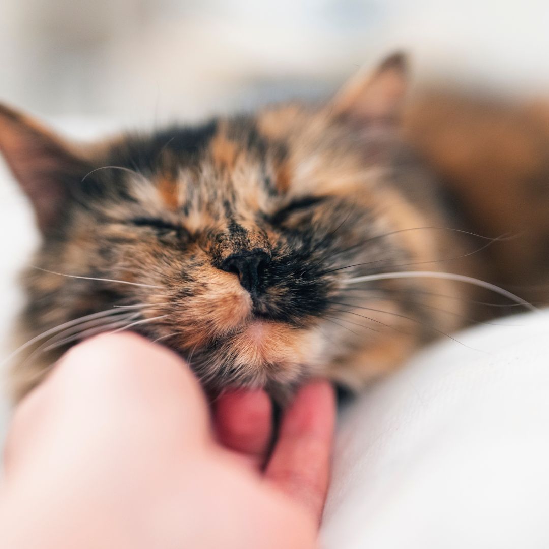 Tips for Choosing the Right Pet Sitter in Alexandria Fetch! Pet Care